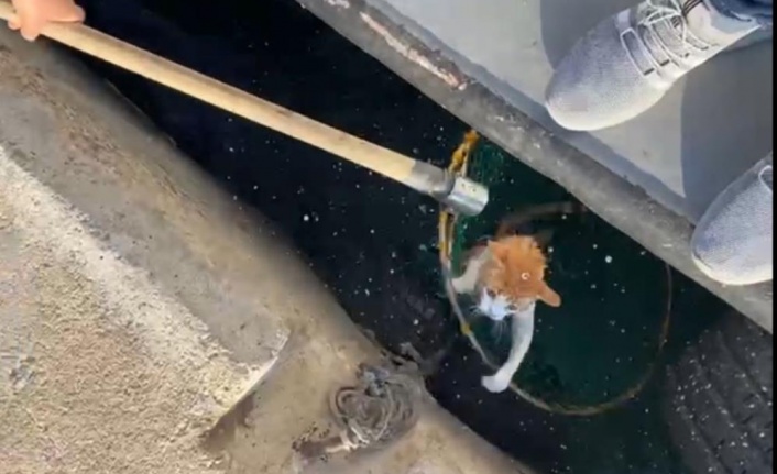 Denize Düşen Kediyi Balıkçılar Kurtardı