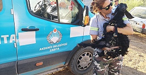 Akdeniz Belediyesi, Yangından Etkilenen Hayvanların İhtiyaçlarını Karşıladı