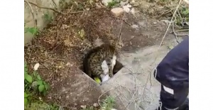 Kuyuya Düşen Talihsiz Kediyi İtfaiye Ekipleri Kurtardı