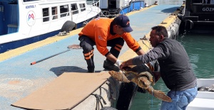 Temizlik İşçisi, Yaralı Deniz Kaplumbağasını Ölümden Kurtardı