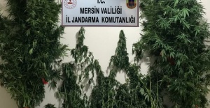 Mersin'de yasa dışı kenevir eken 3 şüpheli yakalandı